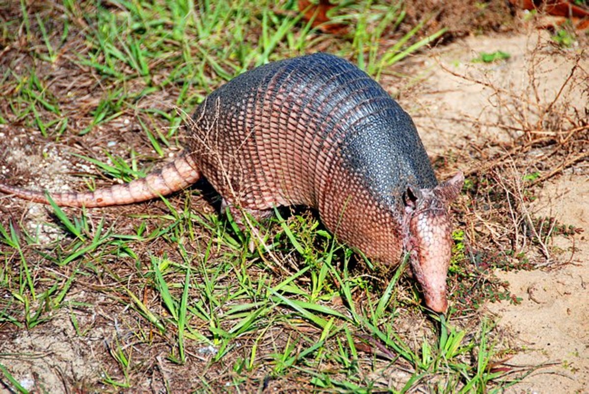 My First Camping Encounter With an Armadillo