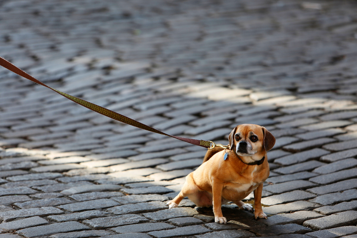 Why Does My Dog Pee So Much on Walks? (7 Reasons and How to Reduce It)