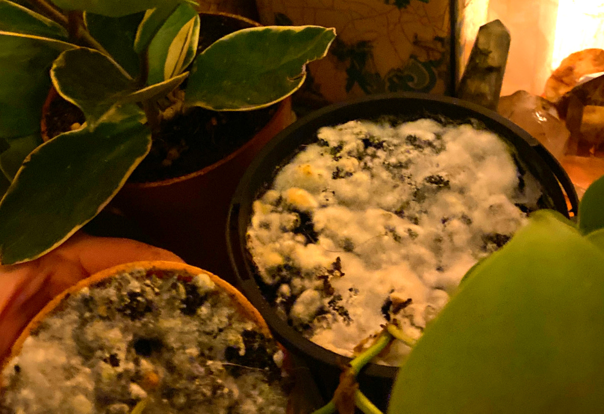 Pin Mold in My Plant : r/houseplants