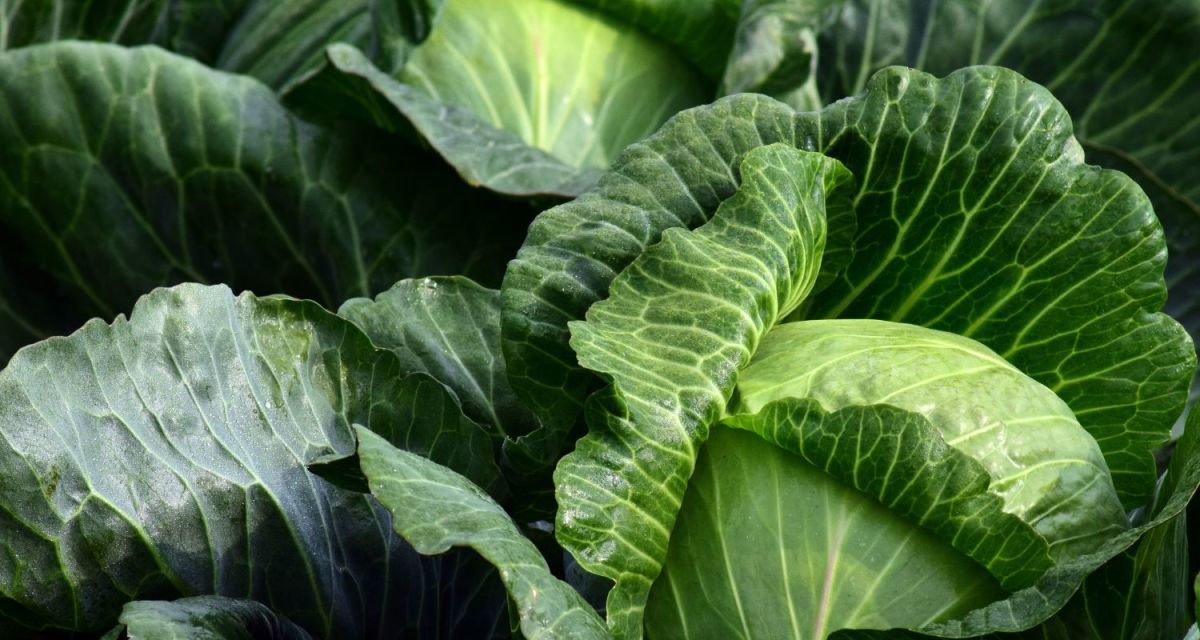What Does It Mean When Cabbage Has Black Spots?