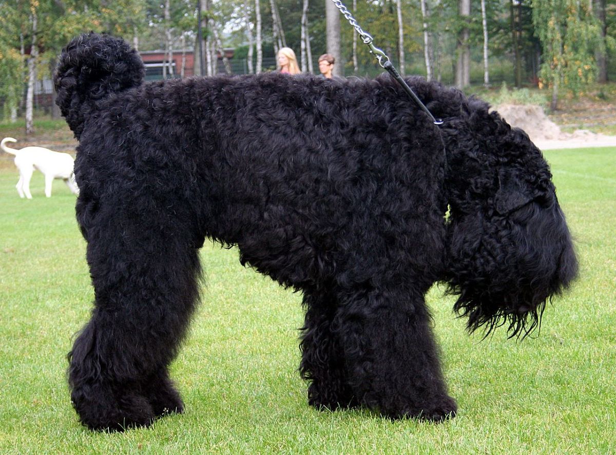Get to Know the Black Russian Terrier: Your Detailed Guide to This Versatile Breed