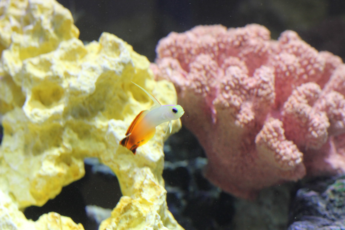 Building a Peaceful Marine Community: Choosing the Right Fish for Your ... - Choosing The Right Invertebrates For A Reef Tank With Fish