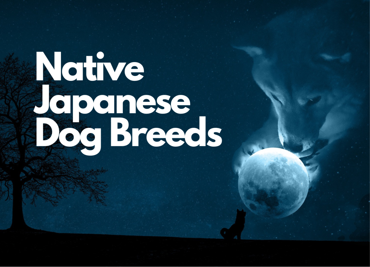 Exploring 7 Native Japanese Dog Breeds