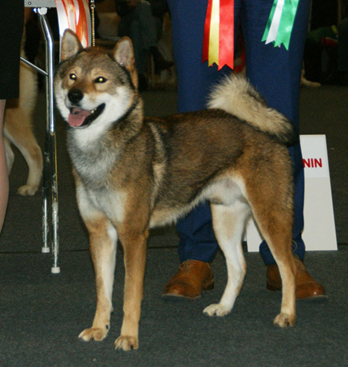Exploring 7 Native Japanese Dog Breeds HubPages