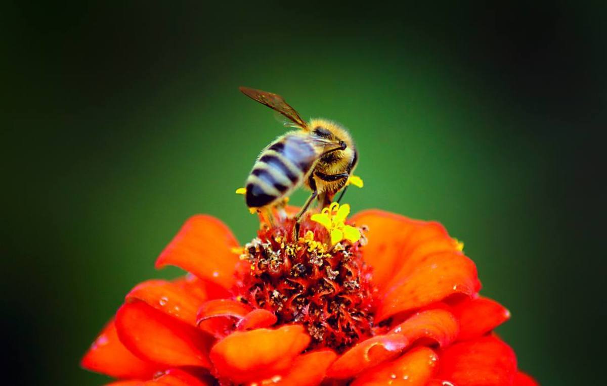 7 Powerful Ways to Attract Bees to Your Garden