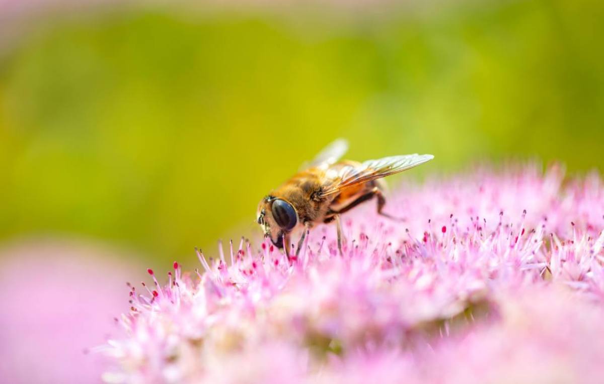 7 Powerful Ways to Attract Bees to Your Garden HubPages