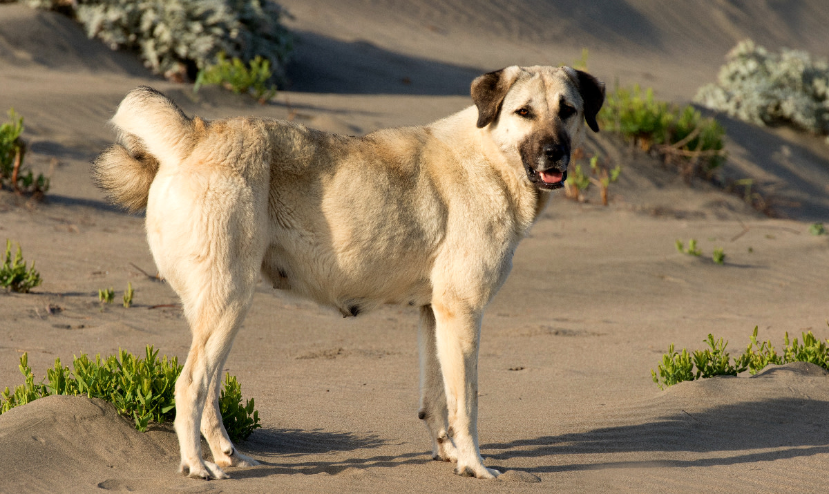 Anatolian Shepherd Dog: A Comprehensive Guide to the Powerful Guardian From Turkey
