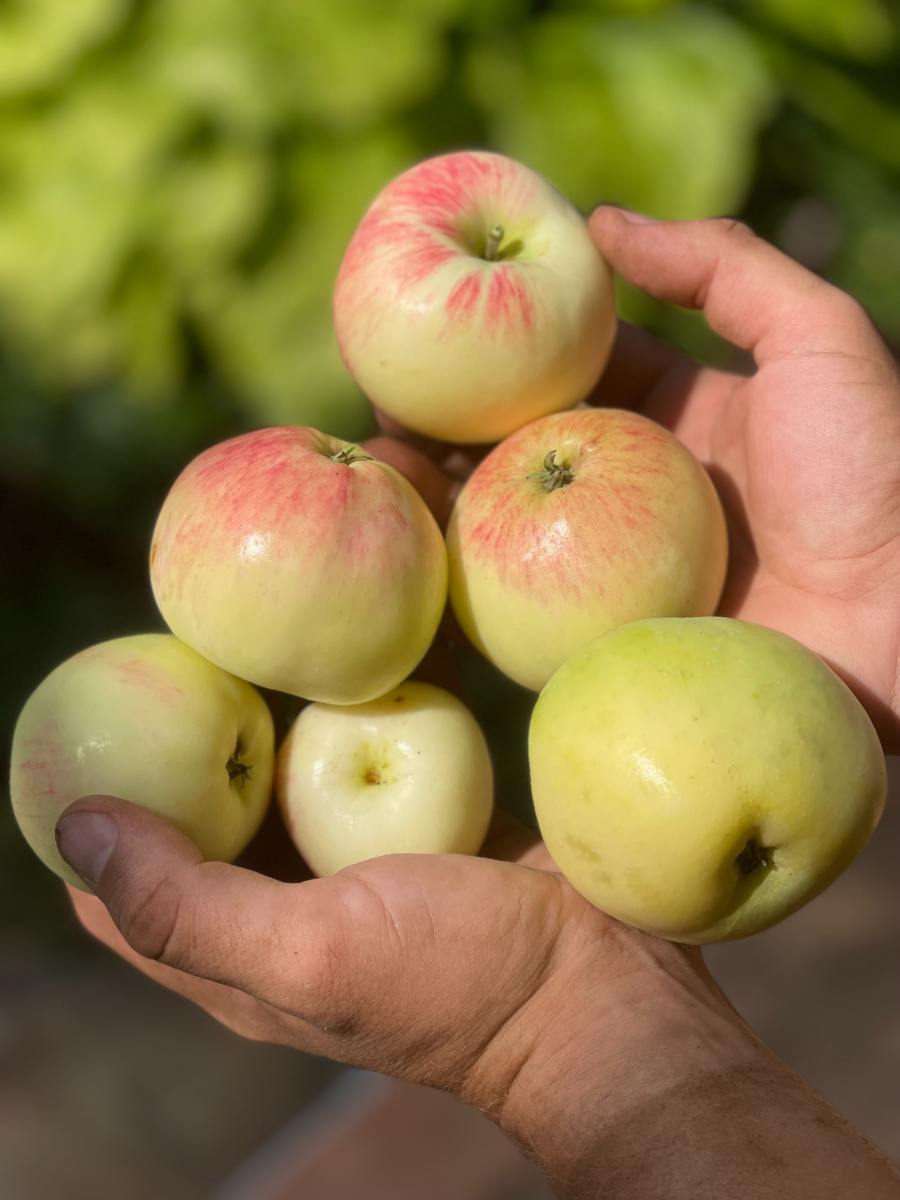 Energize Your Life: The Power of Apples for Natural Vitality