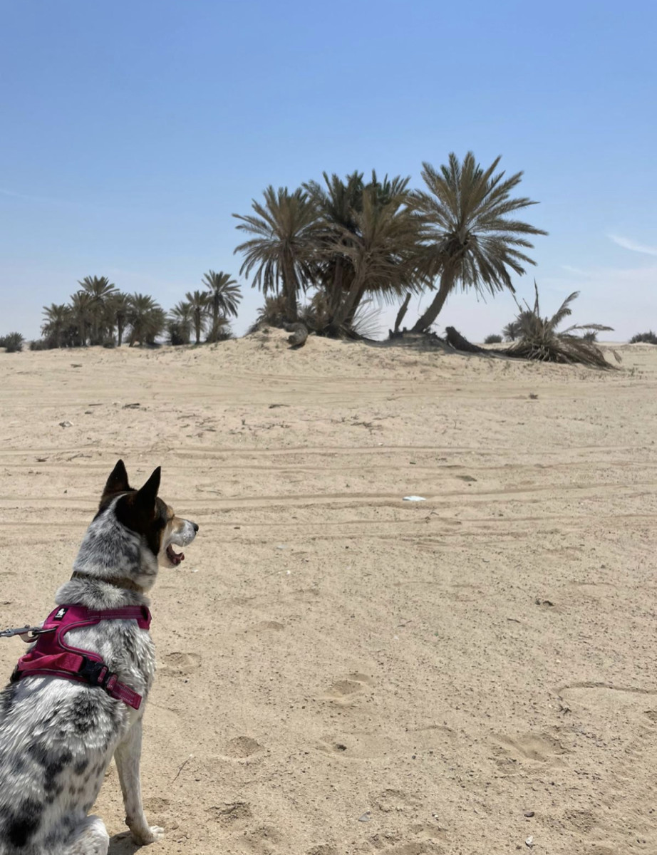 How to Fly a Pet From the UK to Qatar