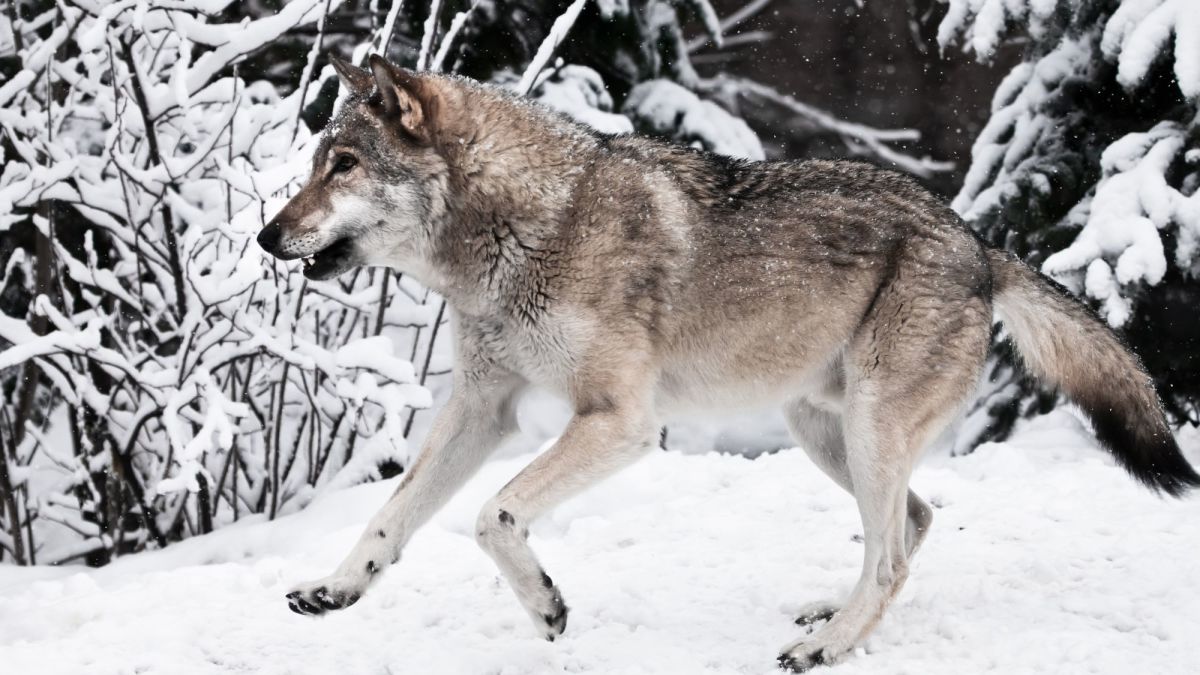 The 11 Largest Wolves in the World