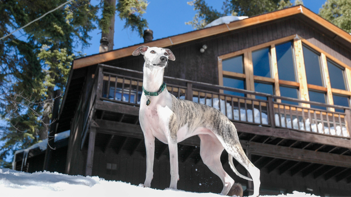 Greyhounds Uncovered: A Comprehensive Guide to This Sleek and Elegant Breed