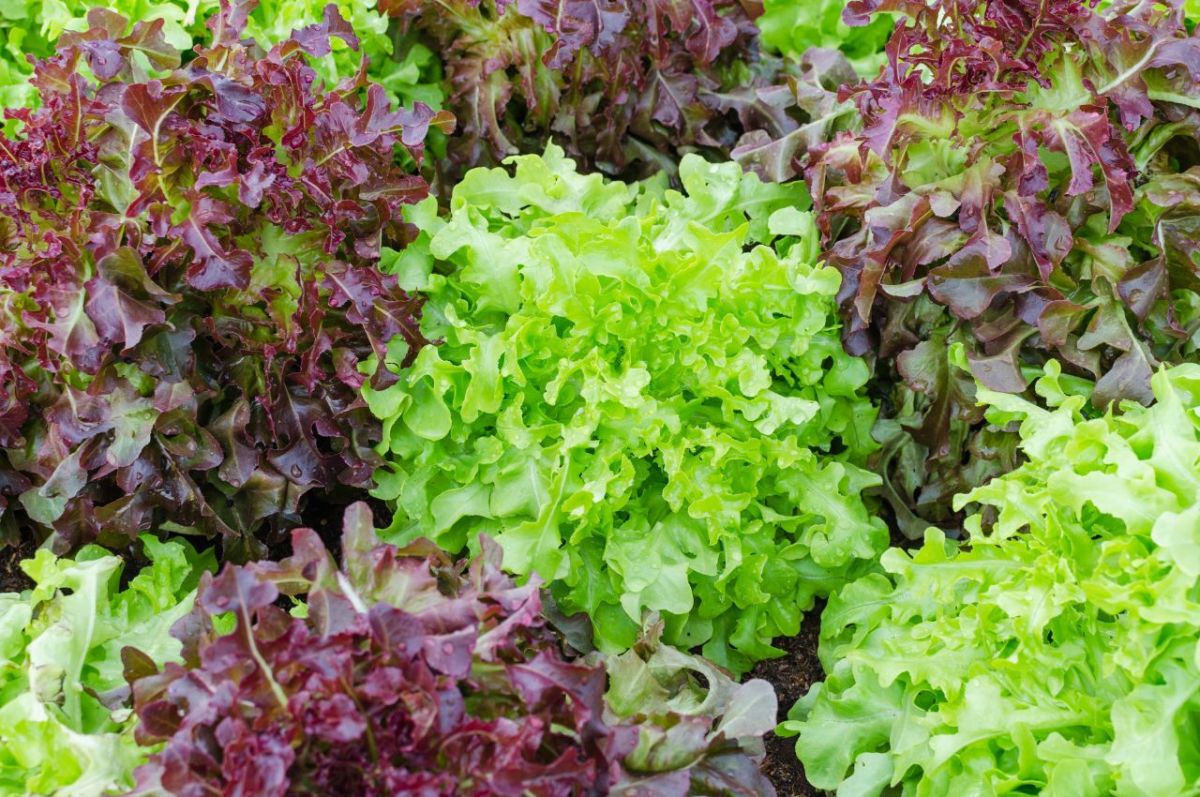 Go Even Greener With These Leafy Green Vegetables