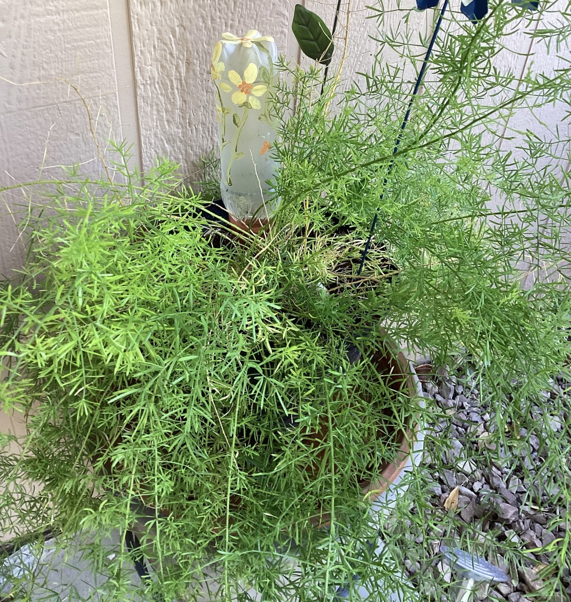 9 Plants That Survived The Arizona Summer On My Patio - Dengarden