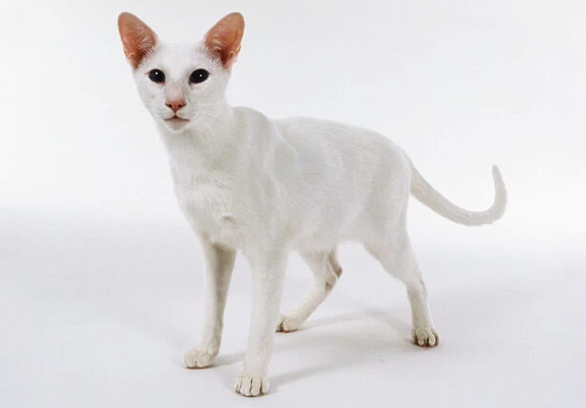 11 Short-haired Cat Breeds