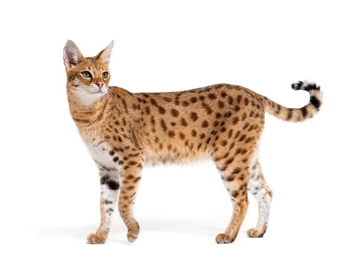 17 Pet Cat Breeds That Look Like Wild Animals
