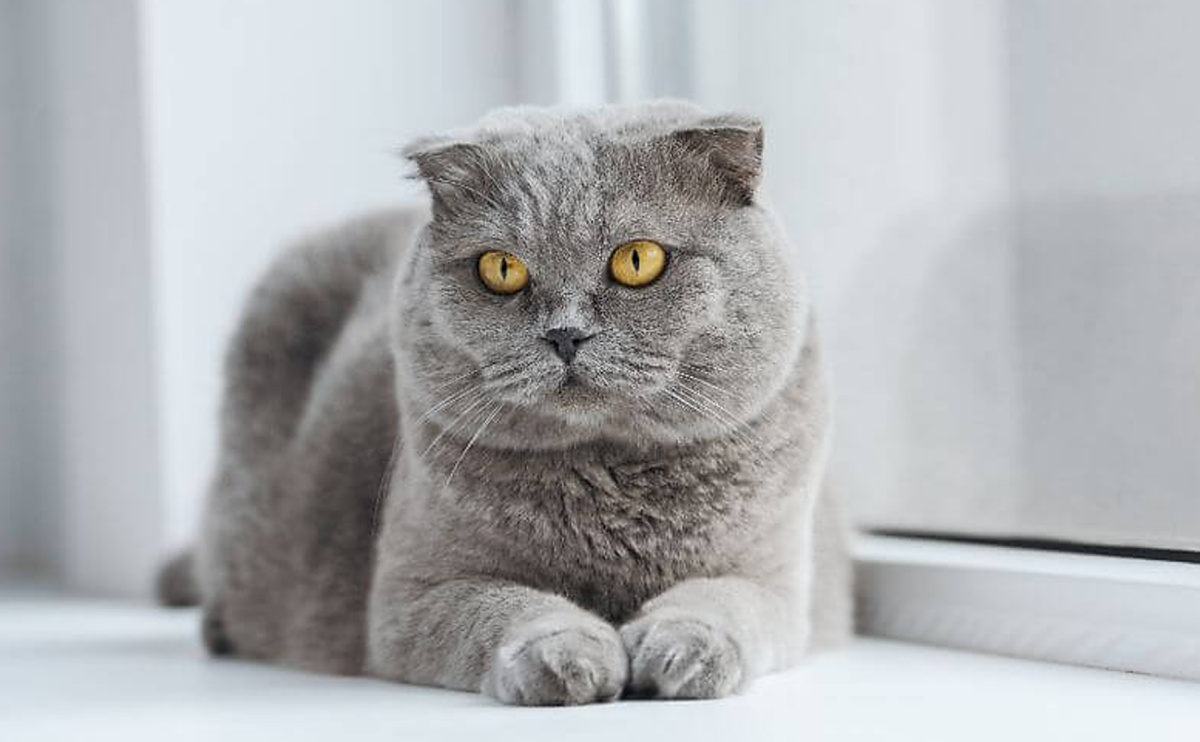 21 Most Beautiful Cat Breeds - HubPages