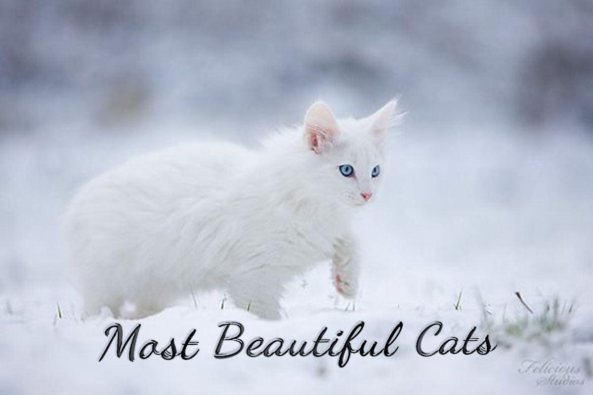 21 Most Beautiful Cat Breeds