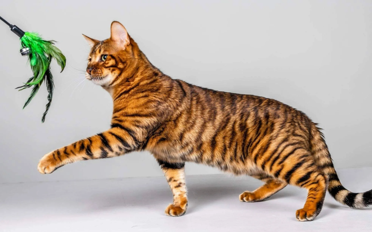 21 Most Beautiful Cat Breeds - HubPages