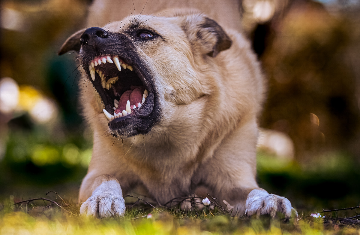 Where to Surrender an Aggressive Dog?