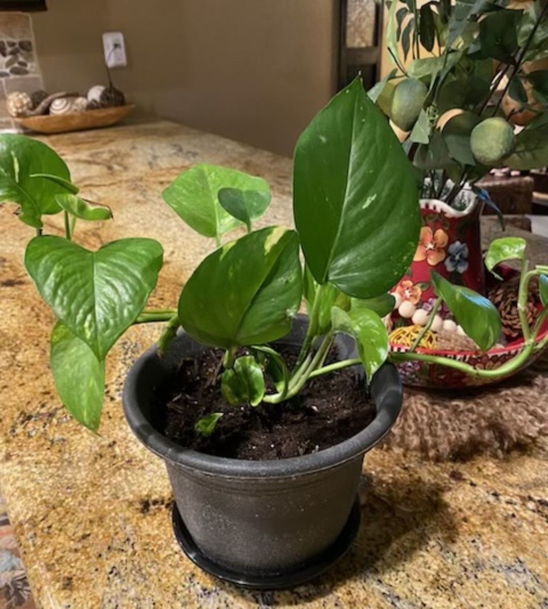 The Easy Way To Propogate a Pothos Plant - HubPages