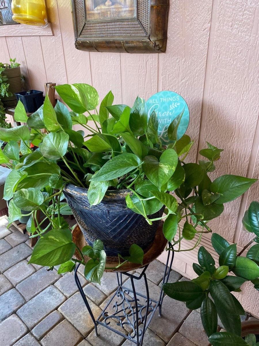 The Easy Way To Propogate a Pothos Plant