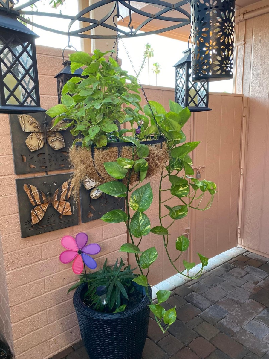 The Easy Way To Propogate a Pothos Plant - HubPages