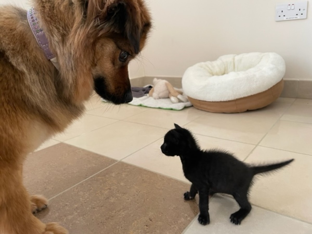 How to Care for an Abandoned Kitten - HubPages