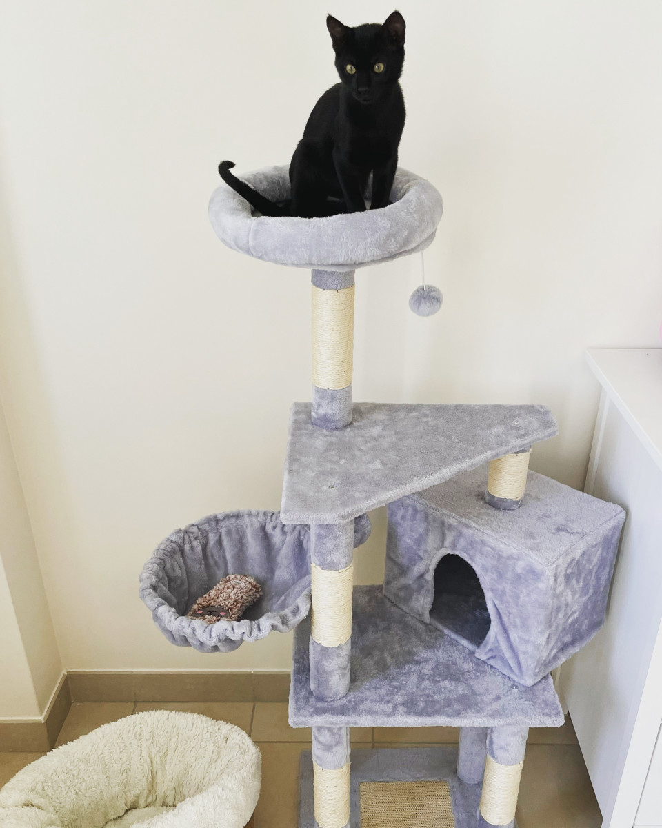 How to Care for an Abandoned Kitten - HubPages