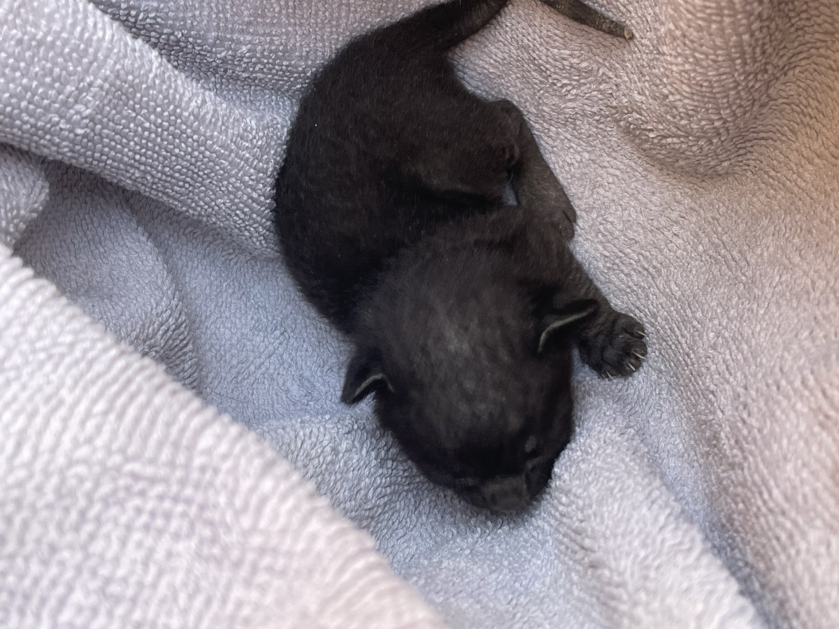 How to Care for an Abandoned Kitten - HubPages