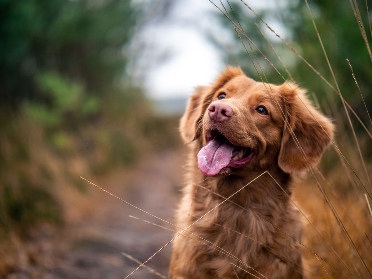 150 Gentle Dog Names for Happy Pups (With Their Meanings)