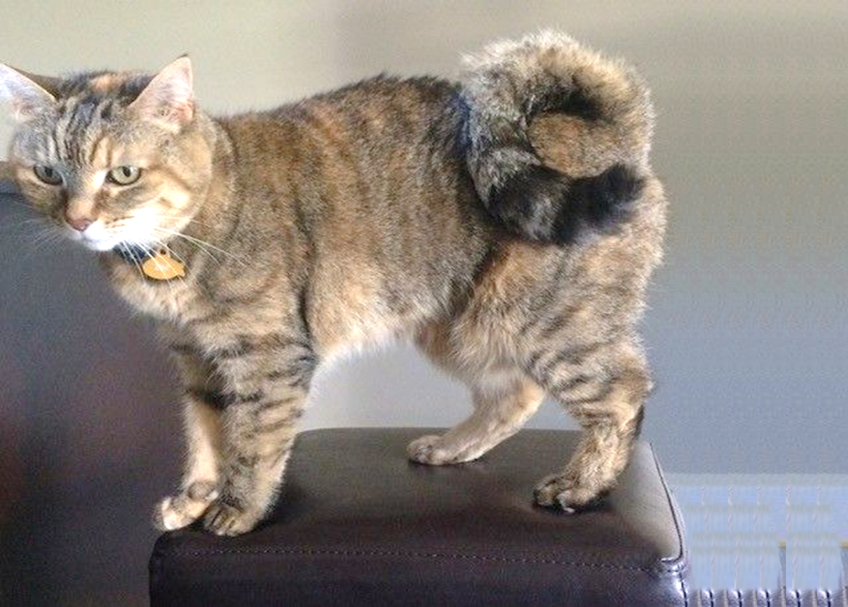 15 Of The Rarest Cat Breeds That Have Unique Features And ...