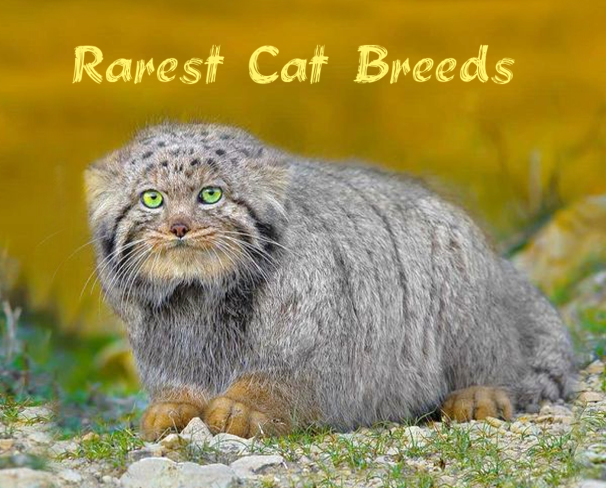 15 of the Rarest Cat  Breeds That Have Unique Features and Characteristics