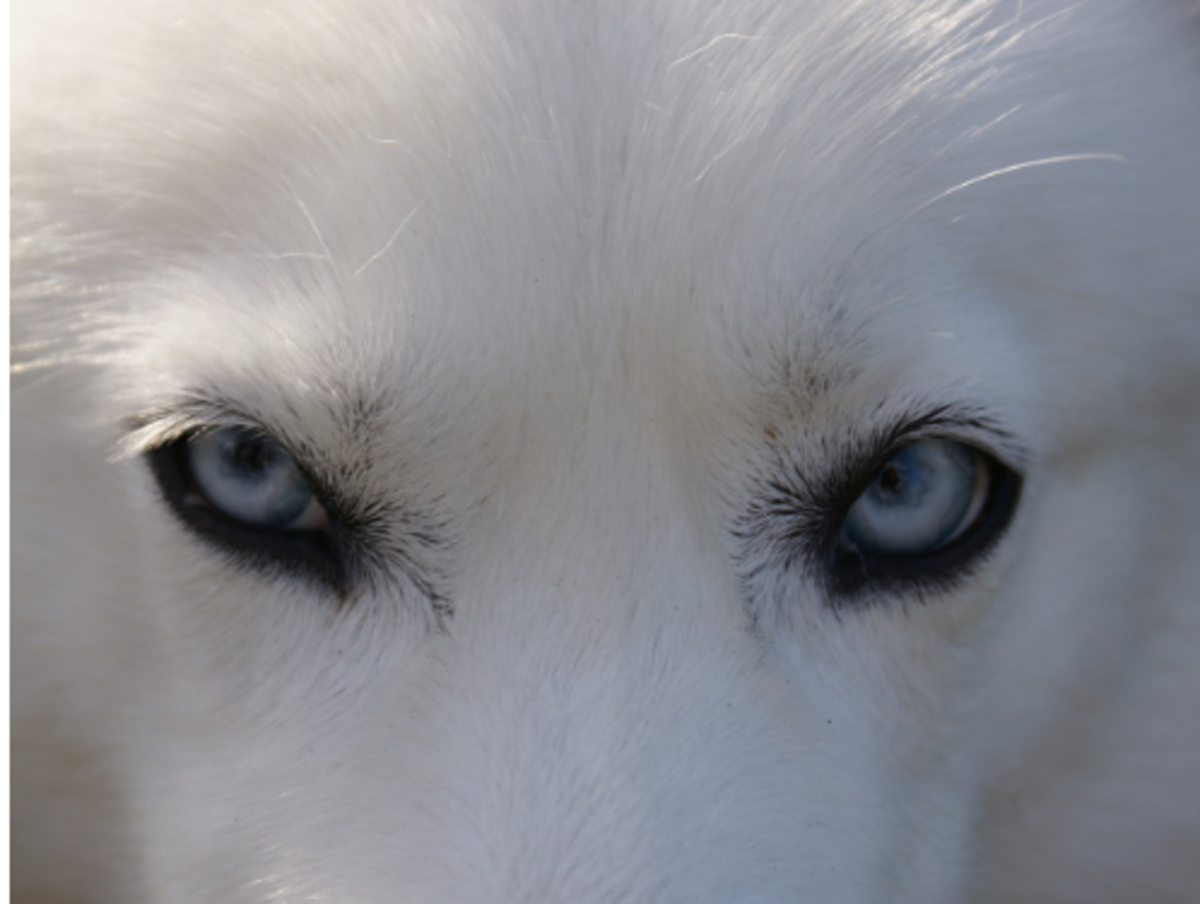 pure white husky blue eyes