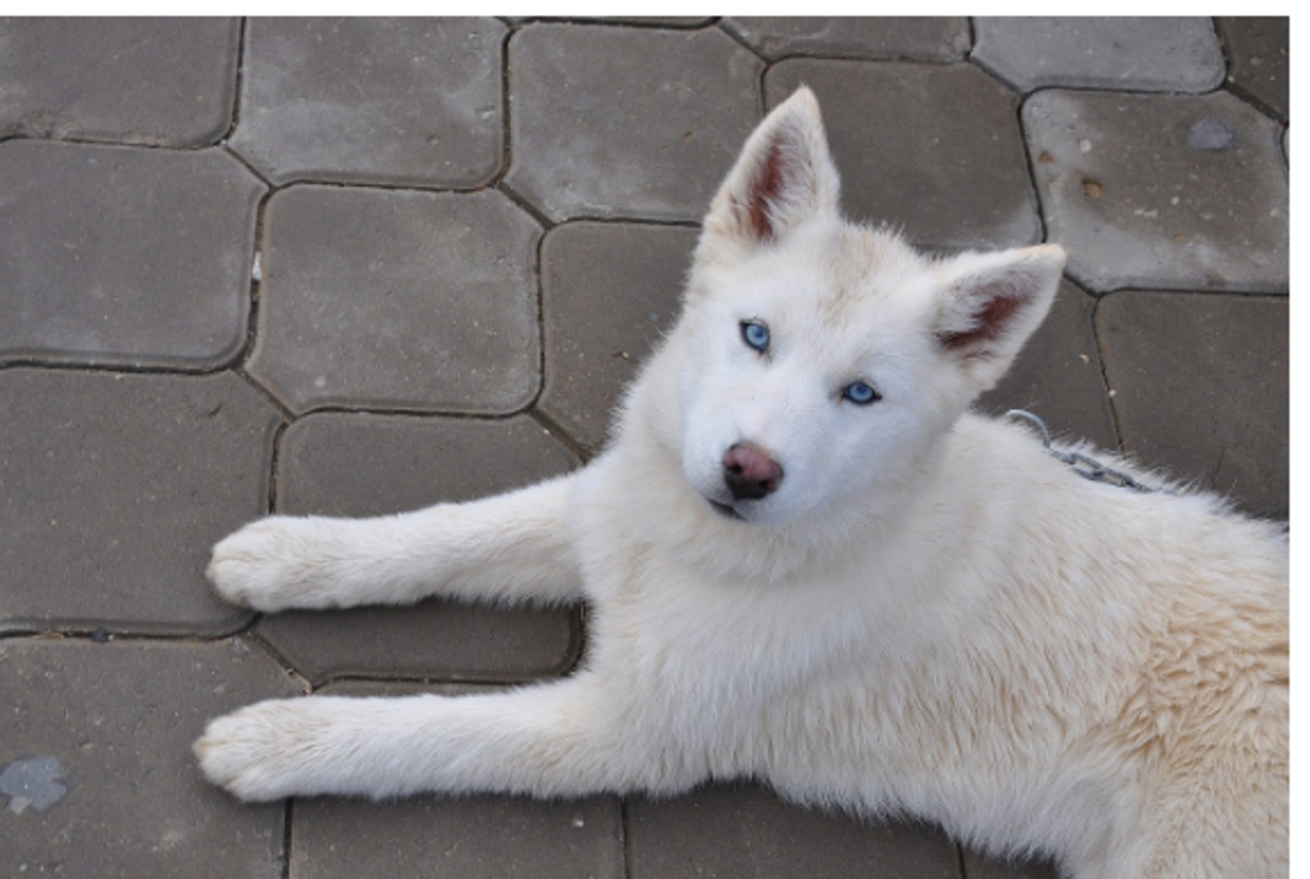 white siberian husky puppy with blue eyes