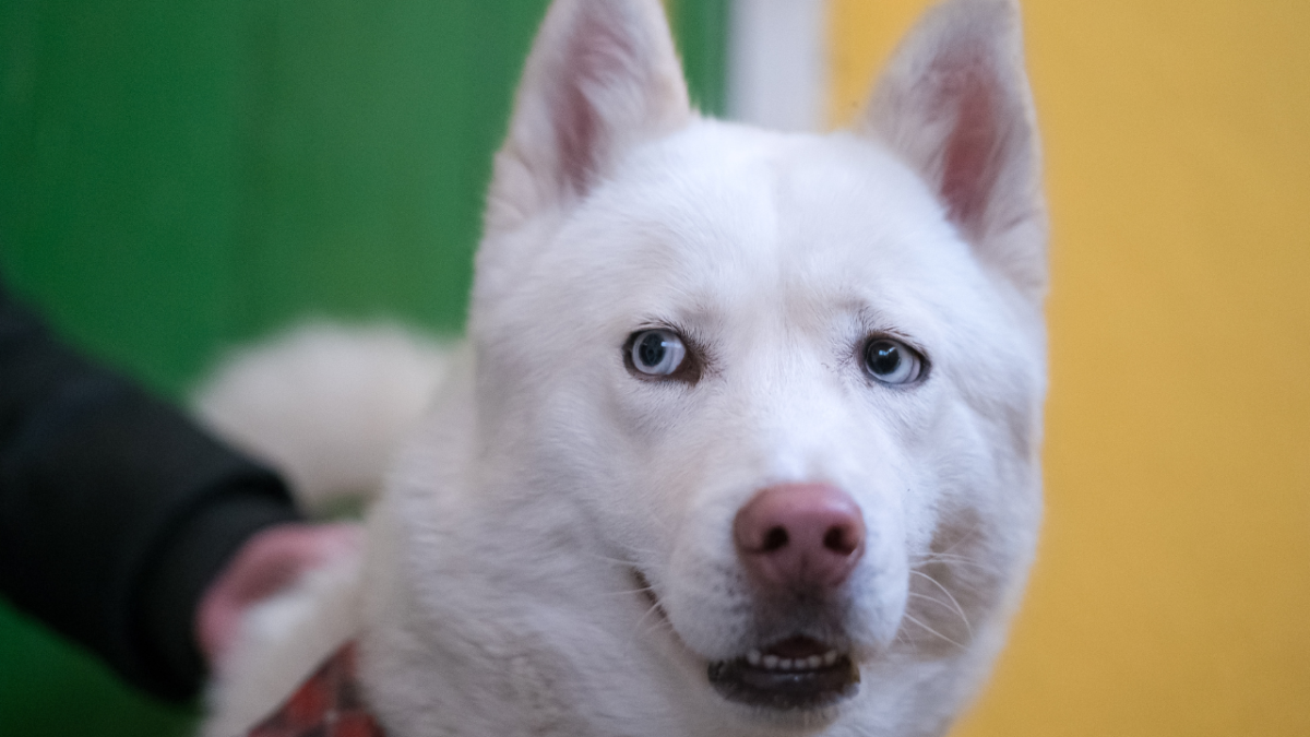 The White Siberian Husky: All You Need to Know Before Getting One (+Pictures)