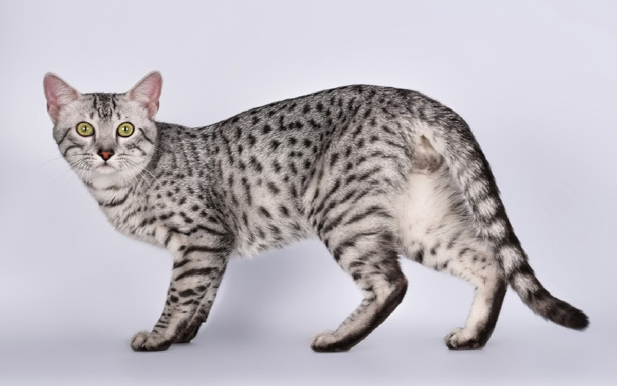 Large spotted deals cat breeds