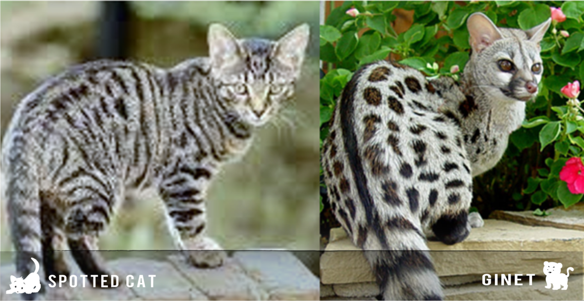 17 Kinds Of Cat That Look Like Other Animals - HubPages