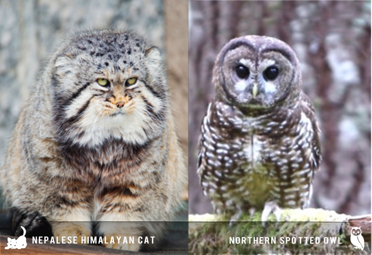17 Kinds of Cat That Look Like Other Animals - HubPages