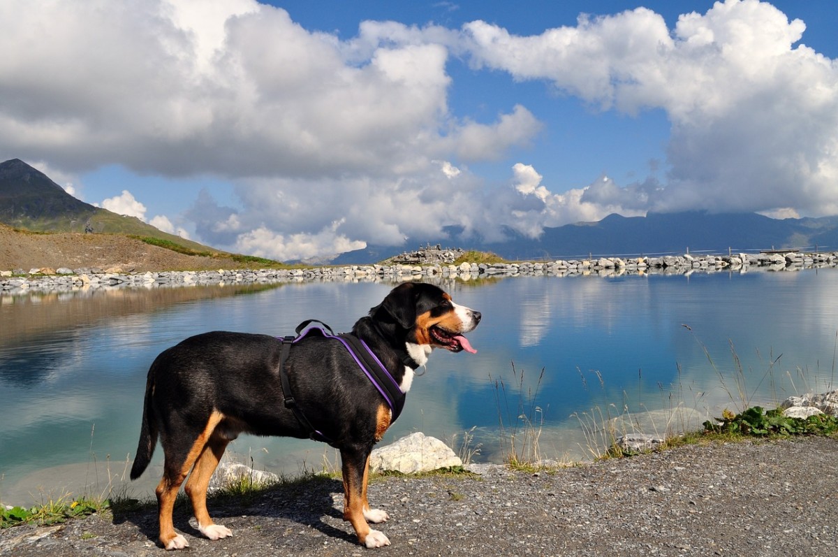 The Greater Swiss Mountain Dog: A Blend of Strength, Versatility, and Loyalty