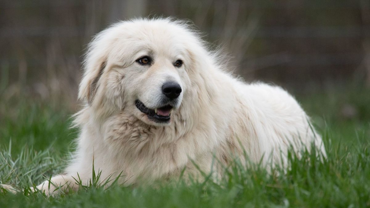 Great Pyrenees: The Majestic Mountain Guardian and Family Companion ...
