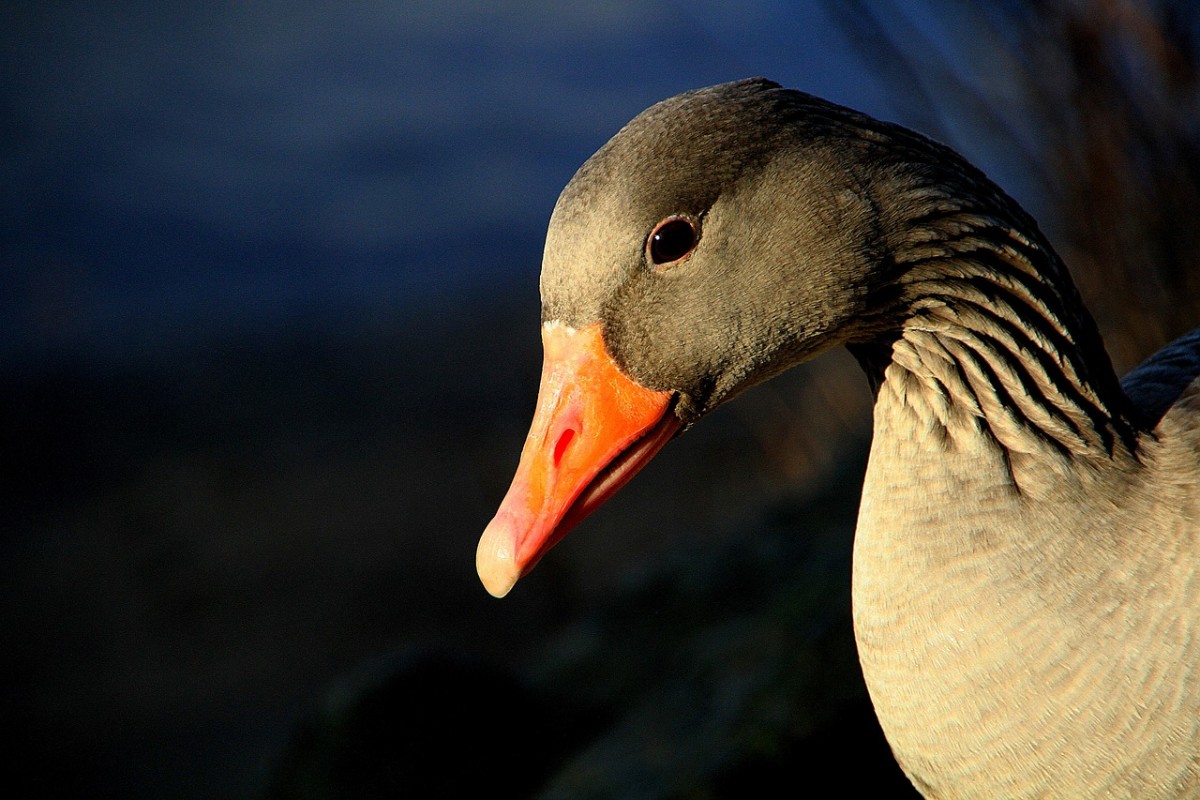 Why Is My Goose Depressed and Front-Heavy?