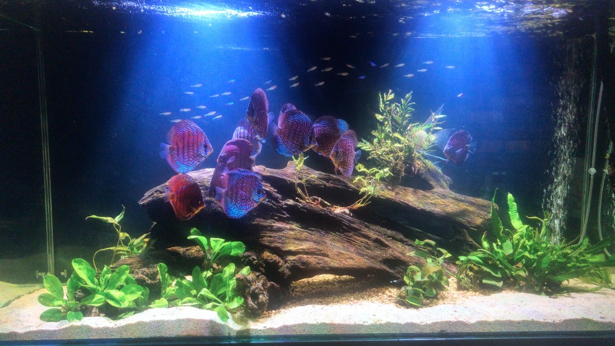 Turning Passion into Profit 7 Ways to Your Aquarium Hobby