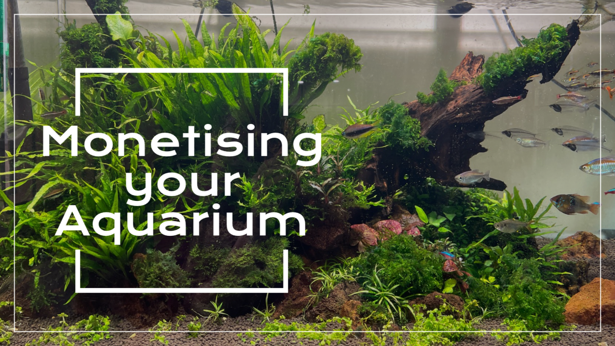Turning Passion into Profit: 7 Ways to Monetize Your Aquarium Hobby