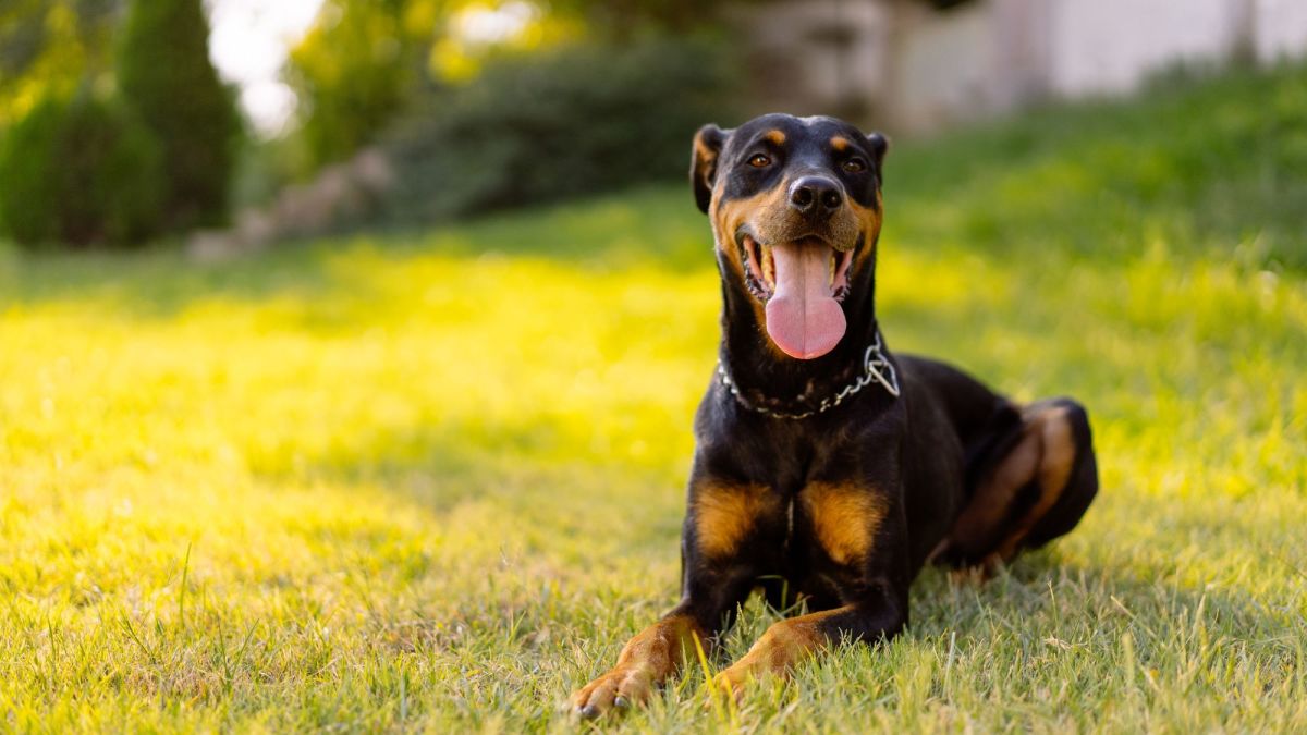 Doberman Pinscher: The Noble and Powerful Protector Dog Breed - PetHelpful