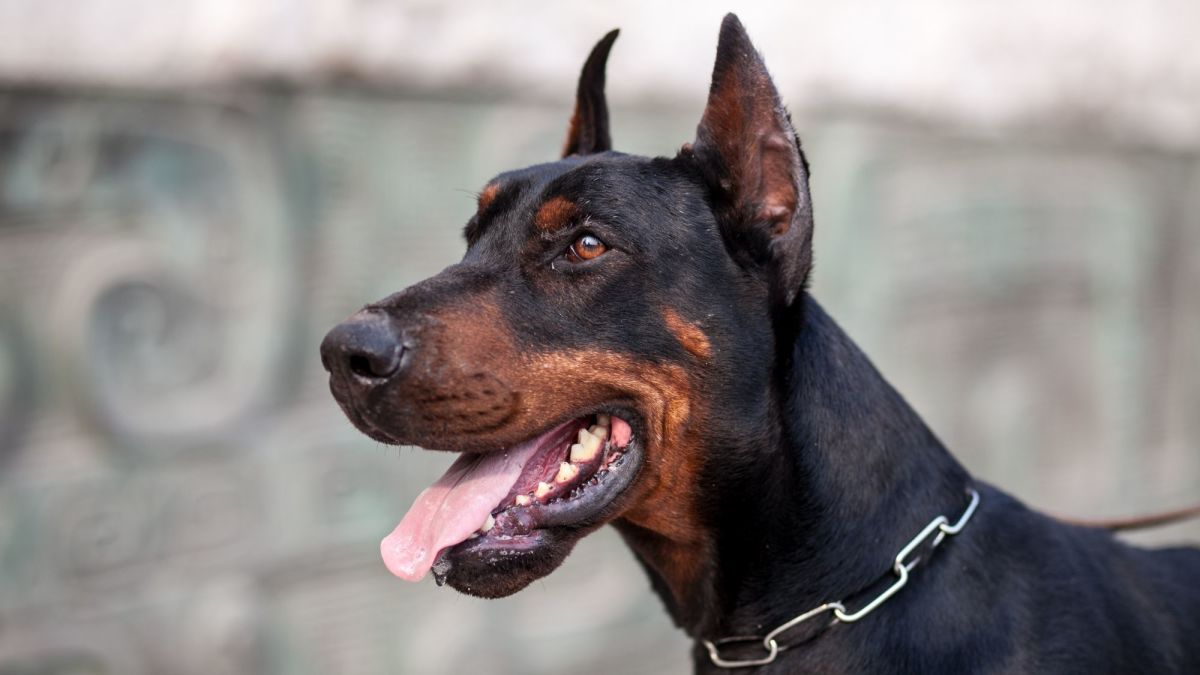 Doberman Dog Professional Bristle Brush for Grooming : Doberman Breed: Dog  Harness, Doberman Muzzle, Dog Collars