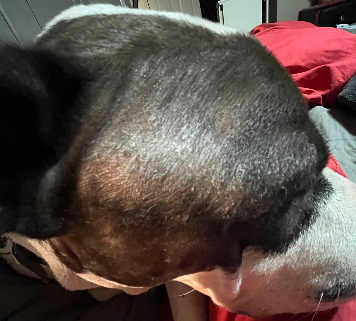 Dog Itching 2025 Back Losing Hair
