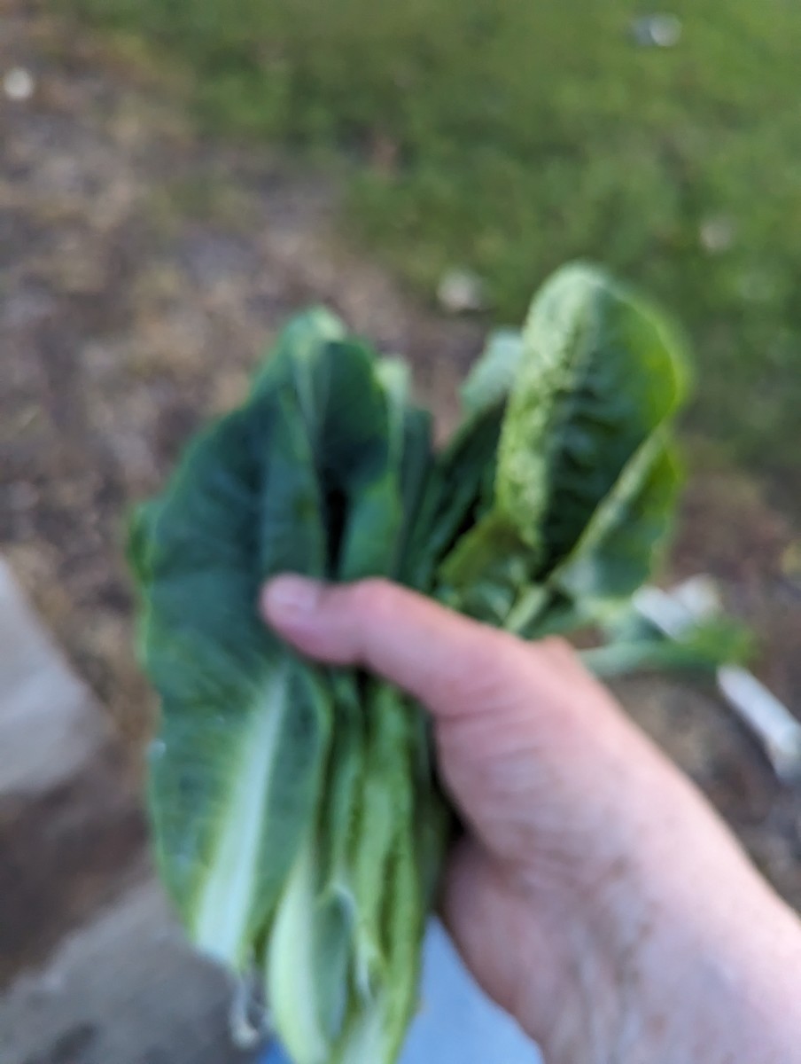 Lettuce from the Garden - Freezing It - HubPages