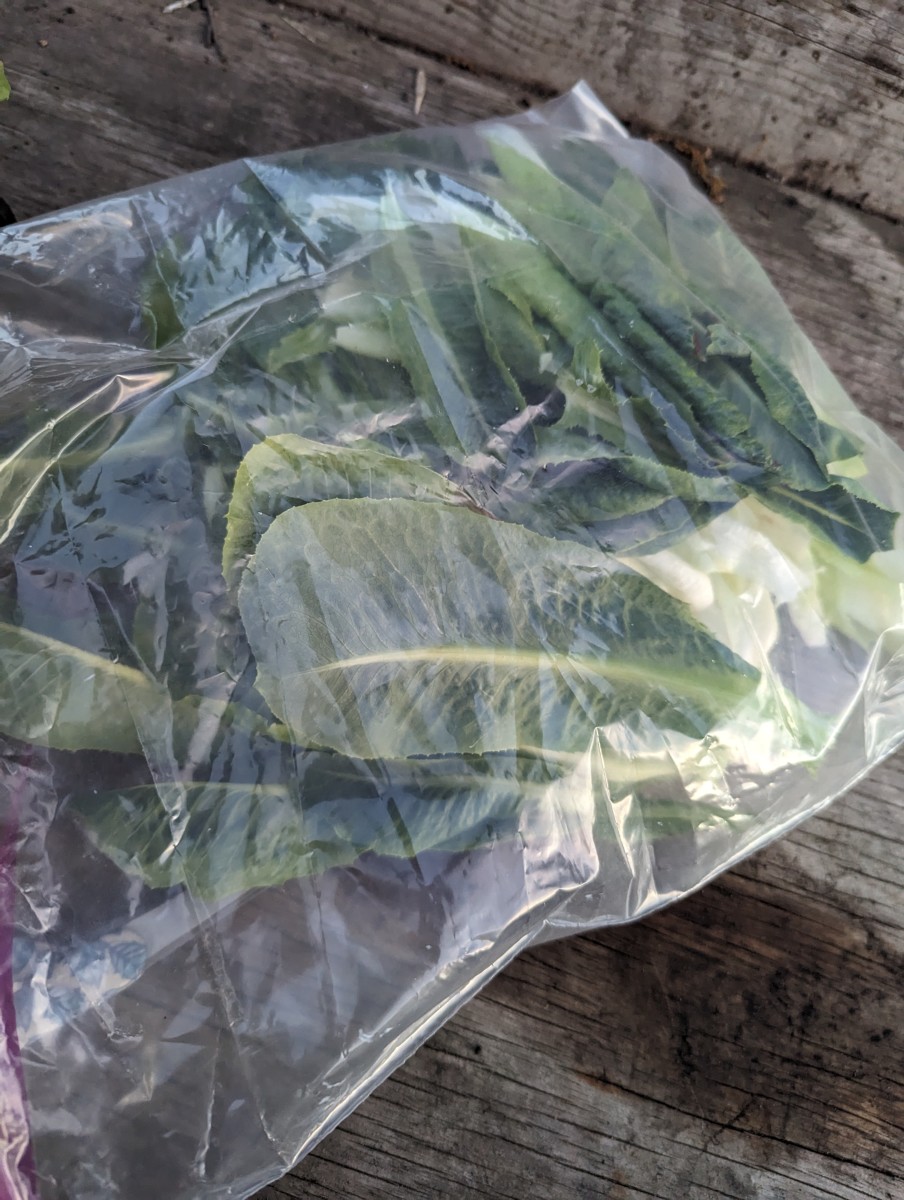 Lettuce from the Garden - Freezing It - HubPages