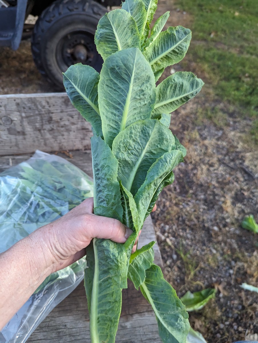 Lettuce from the Garden Freezing It HubPages