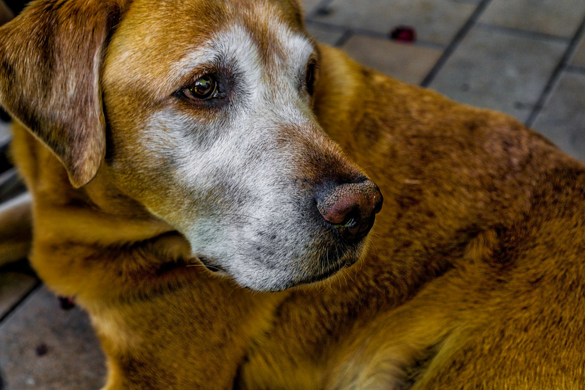 What Are the Best Calming Medications for Old Dogs?